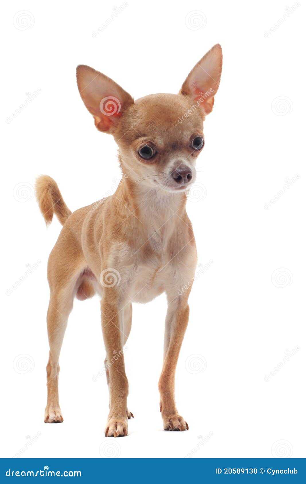 Short hair chihuahua stock photo. Image of purebred, cute 20589130