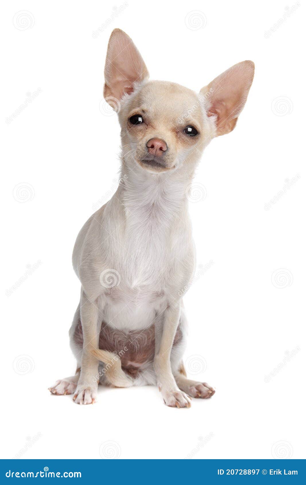 Shorthair chihuahuas hi-res stock photography and images - Alamy