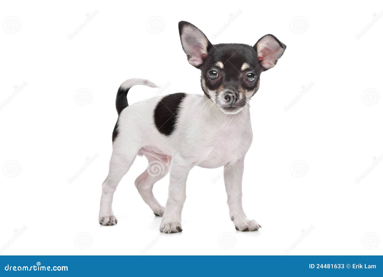 Short Haired Chihuahua Puppy Stock Image Image Of Isolated