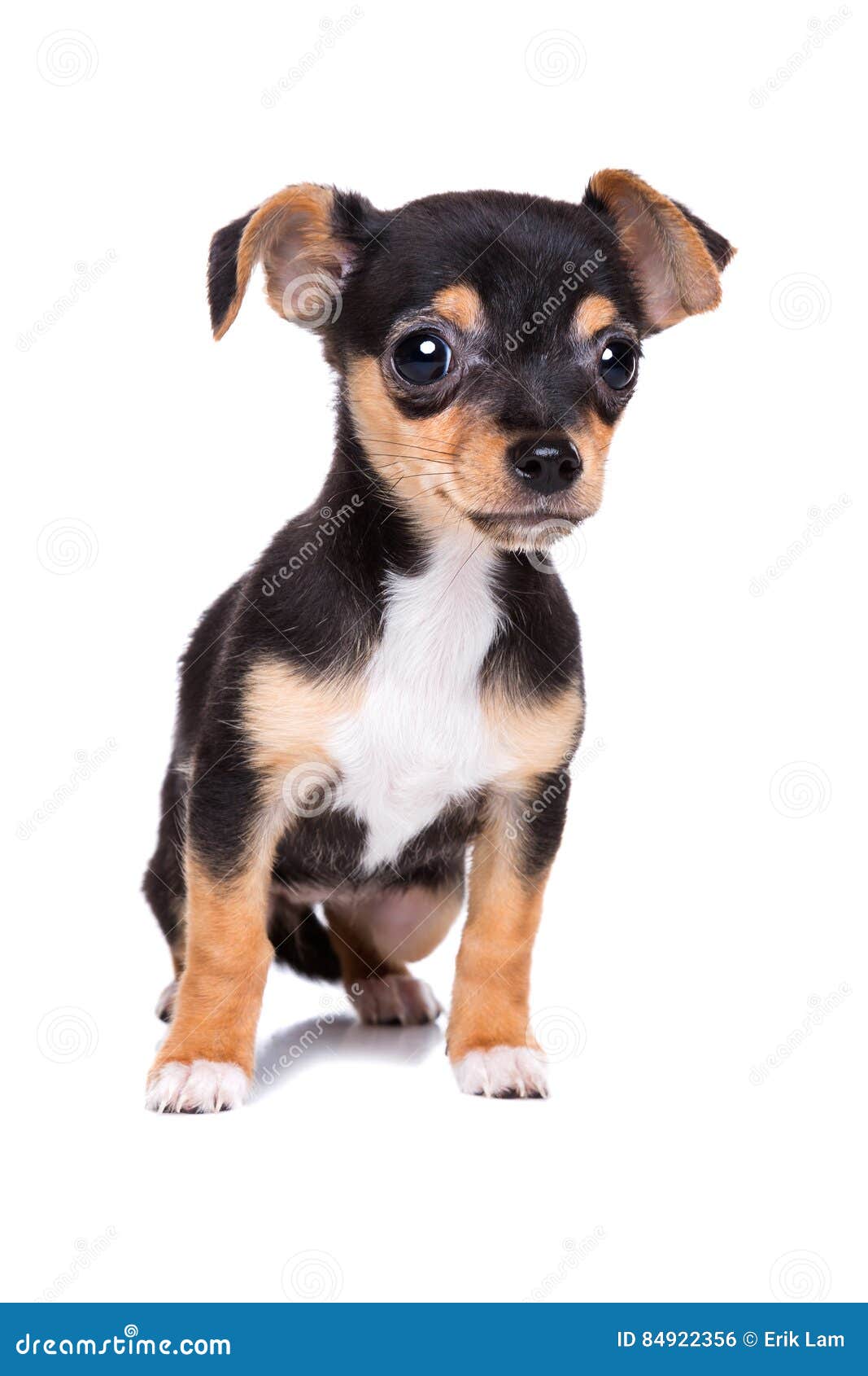 Shorthair chihuahuas hi-res stock photography and images - Alamy