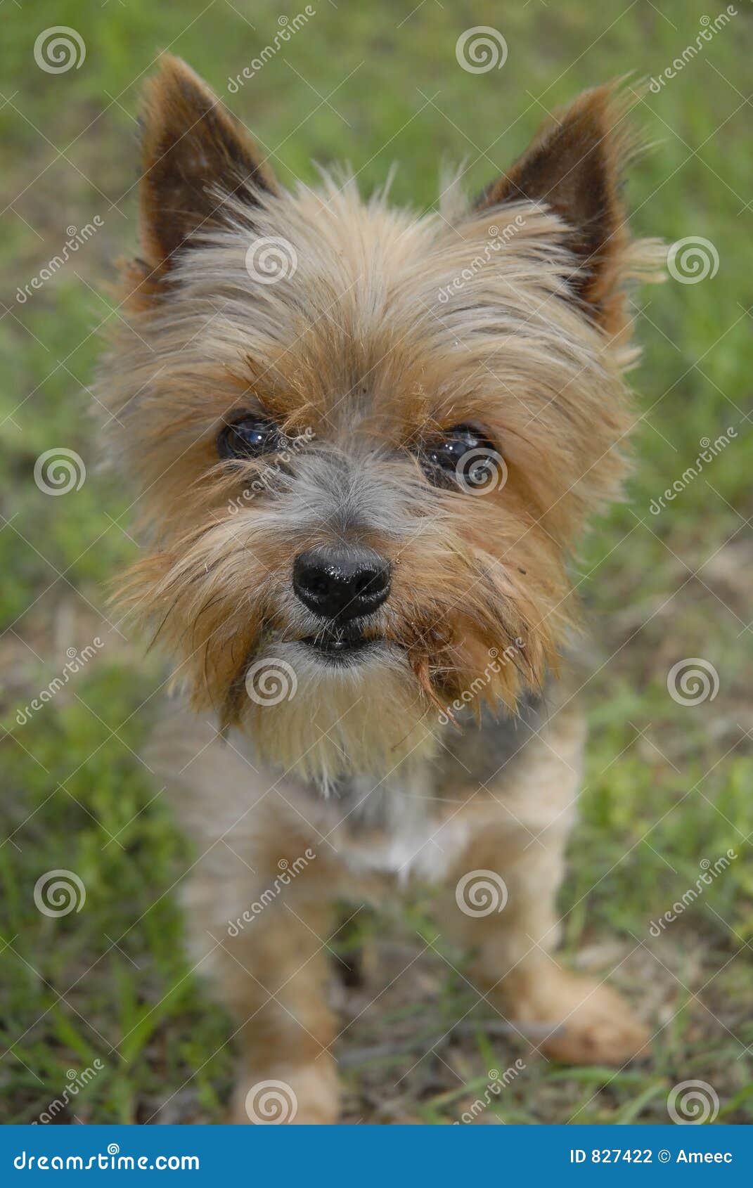 278 Yorkshire Terrier Short Hair Stock Photos - Free & Royalty-Free Stock  Photos from Dreamstime