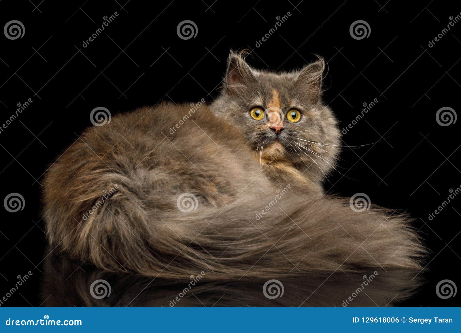 siberian munchkin cat