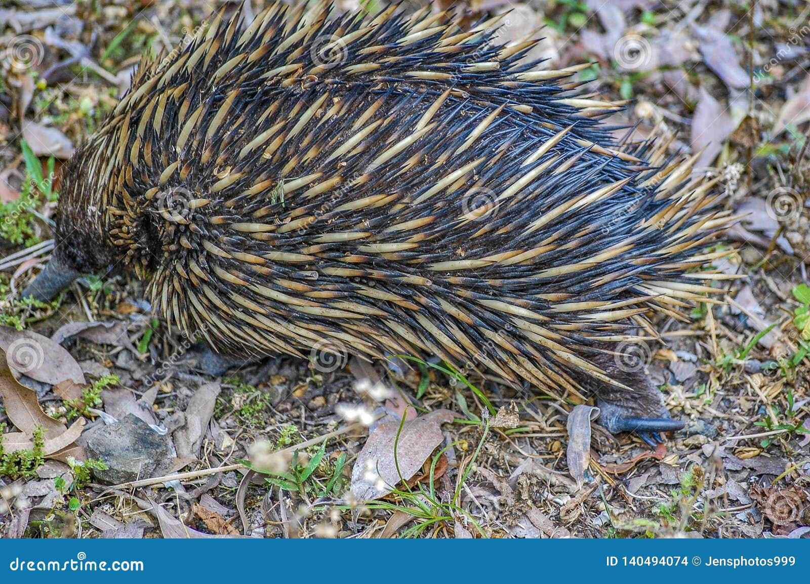 Short-nosed Echidna Foraging for Insects, Ants and Termites Amongst ...