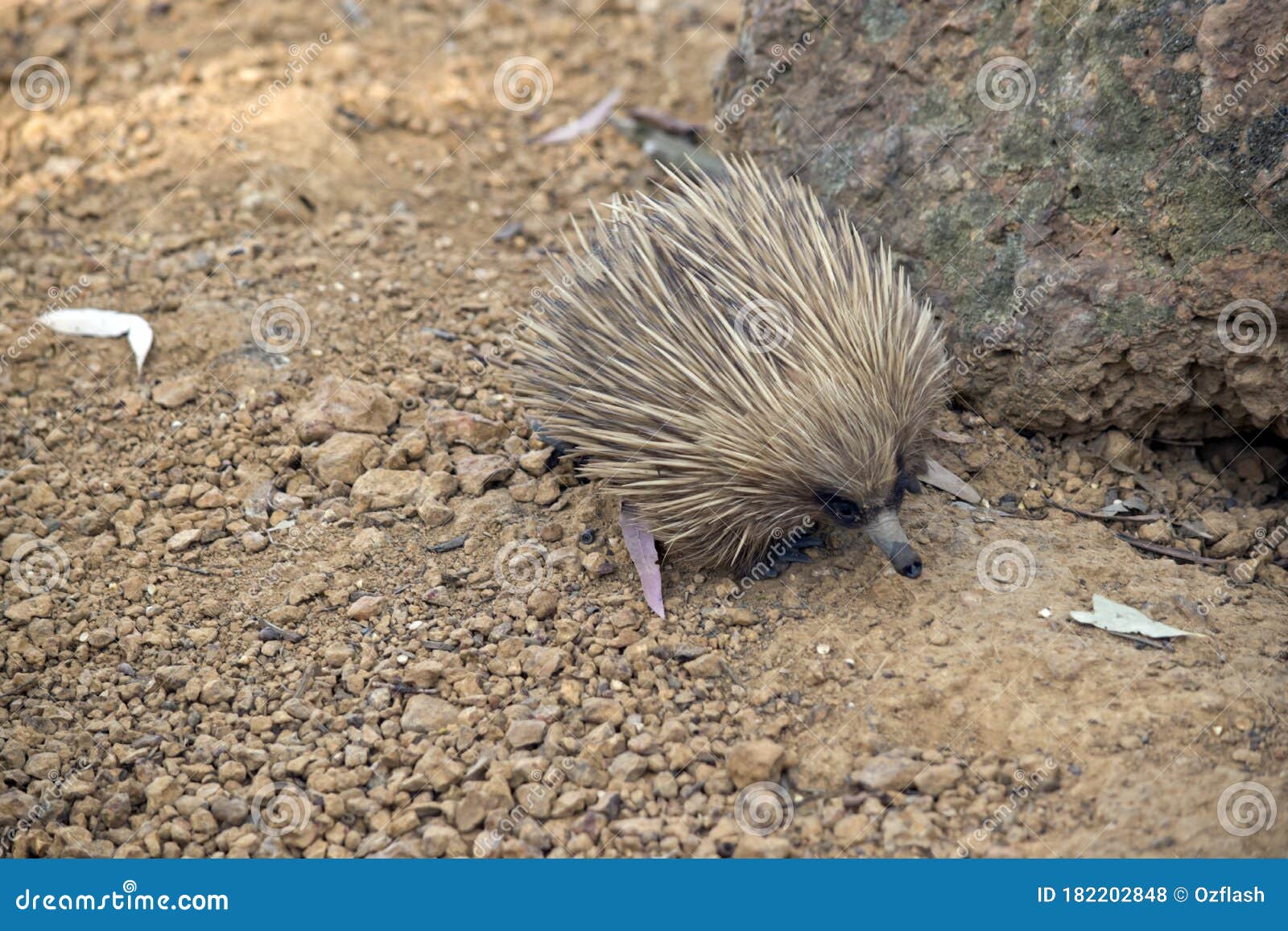 the short nosed echidna has spikes for defence against preditors