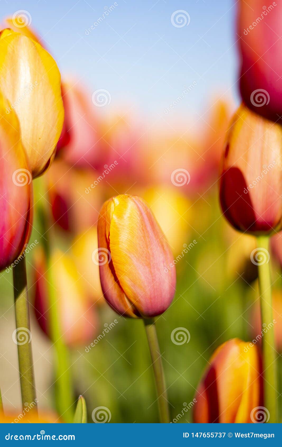 short orange pink tulip flower surrounded by taller flowers with blurred background