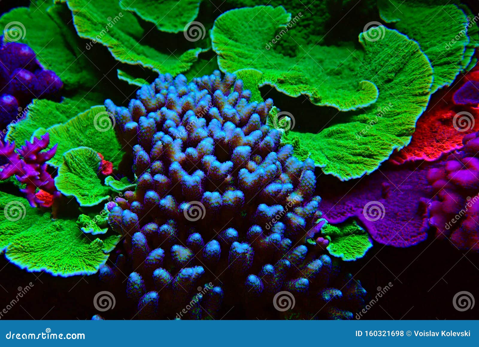 Short Polyps Stony Corals Aka SPS Coral Stock Photo Image of closeup, aquarium 160321698