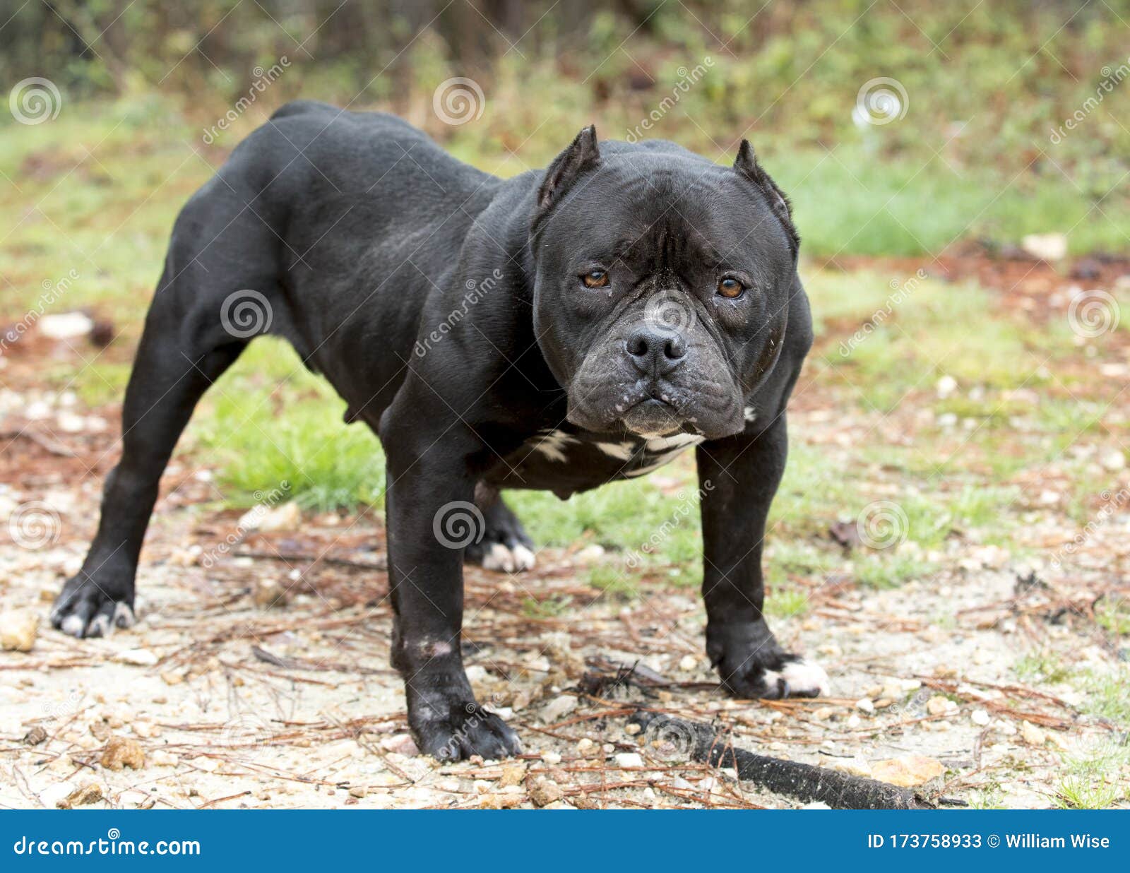 black english bulldog