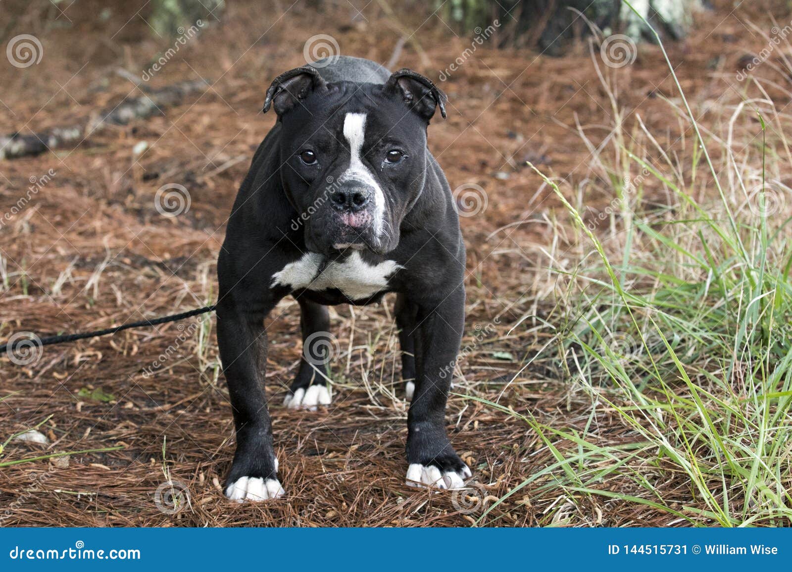 boston terrier and english bulldog