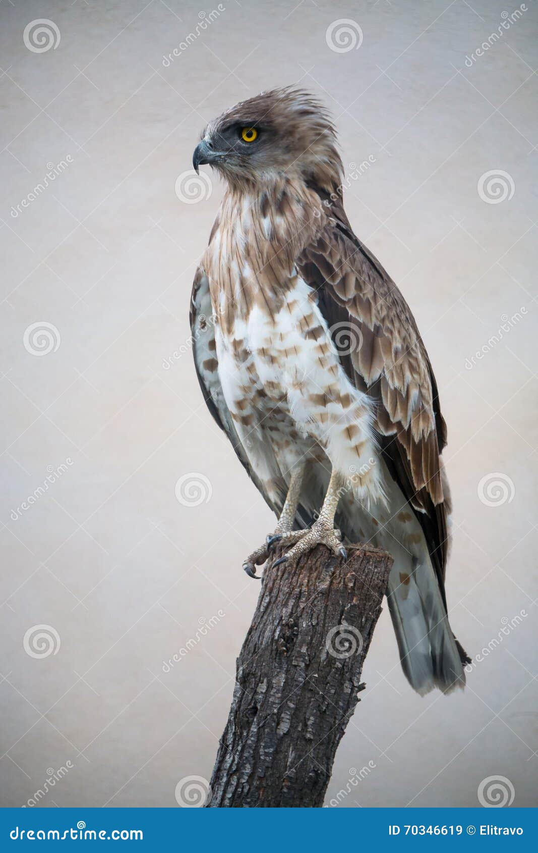 short-toed snake eagle (circaetus gallicus)