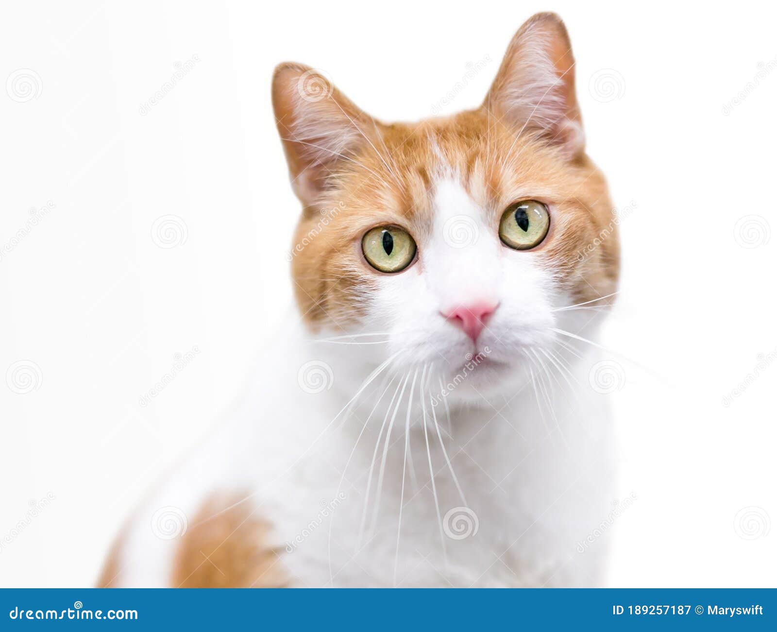 A Shorthair Cat with Orange Tabby and White Markings Stock Image - Image of friendly, contact: 189257187 A Shorthair Cat with Orange Tabby and White Markings Stock Image - Image of friendly, contact: 189257187