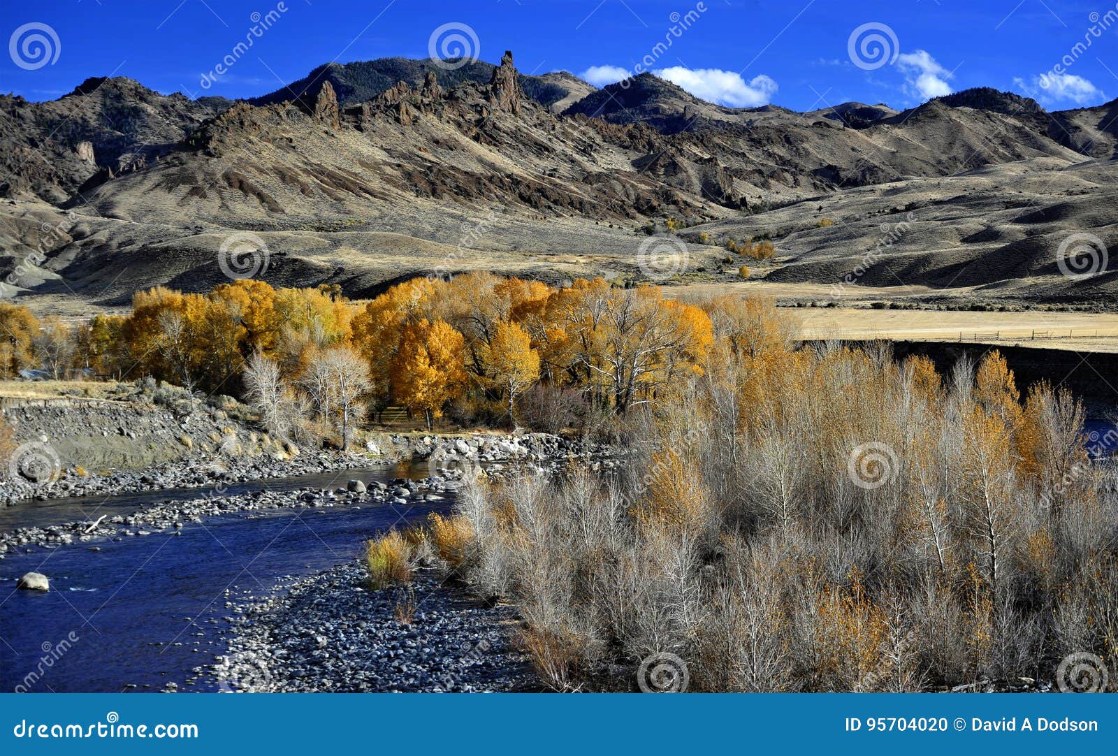 the shoshone river and dazzling autumn leaves outside cody, wyoming