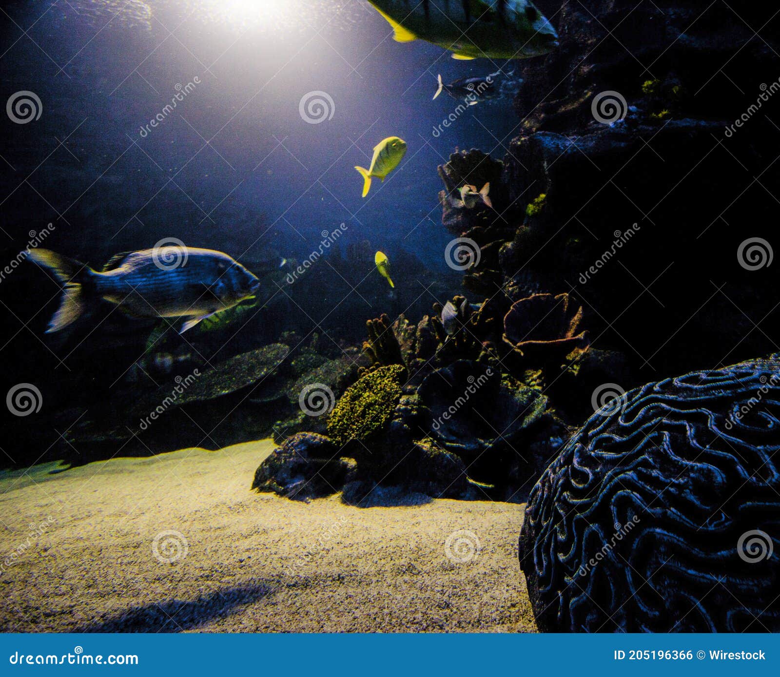 Shot of Beautiful Sea Life - an Undersea Province Stock Photo - Image ...