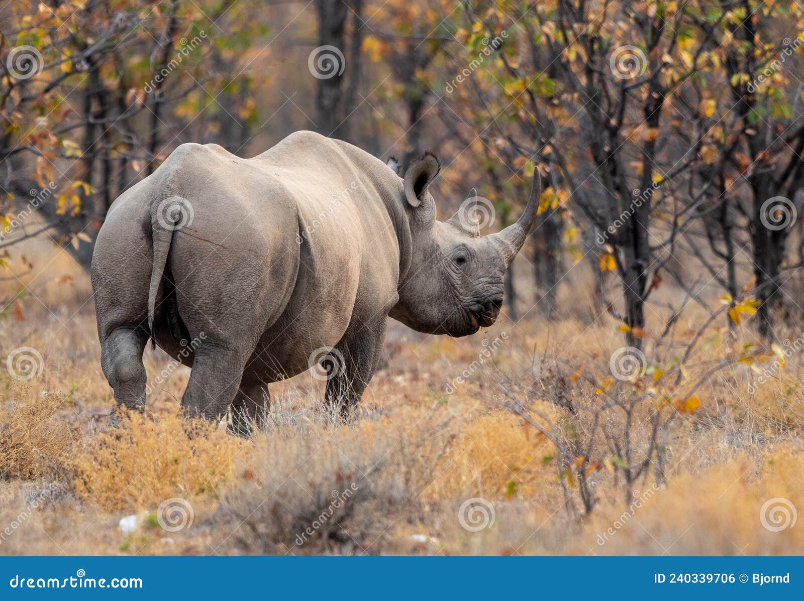 rave for rhino free download rave for rhino free download