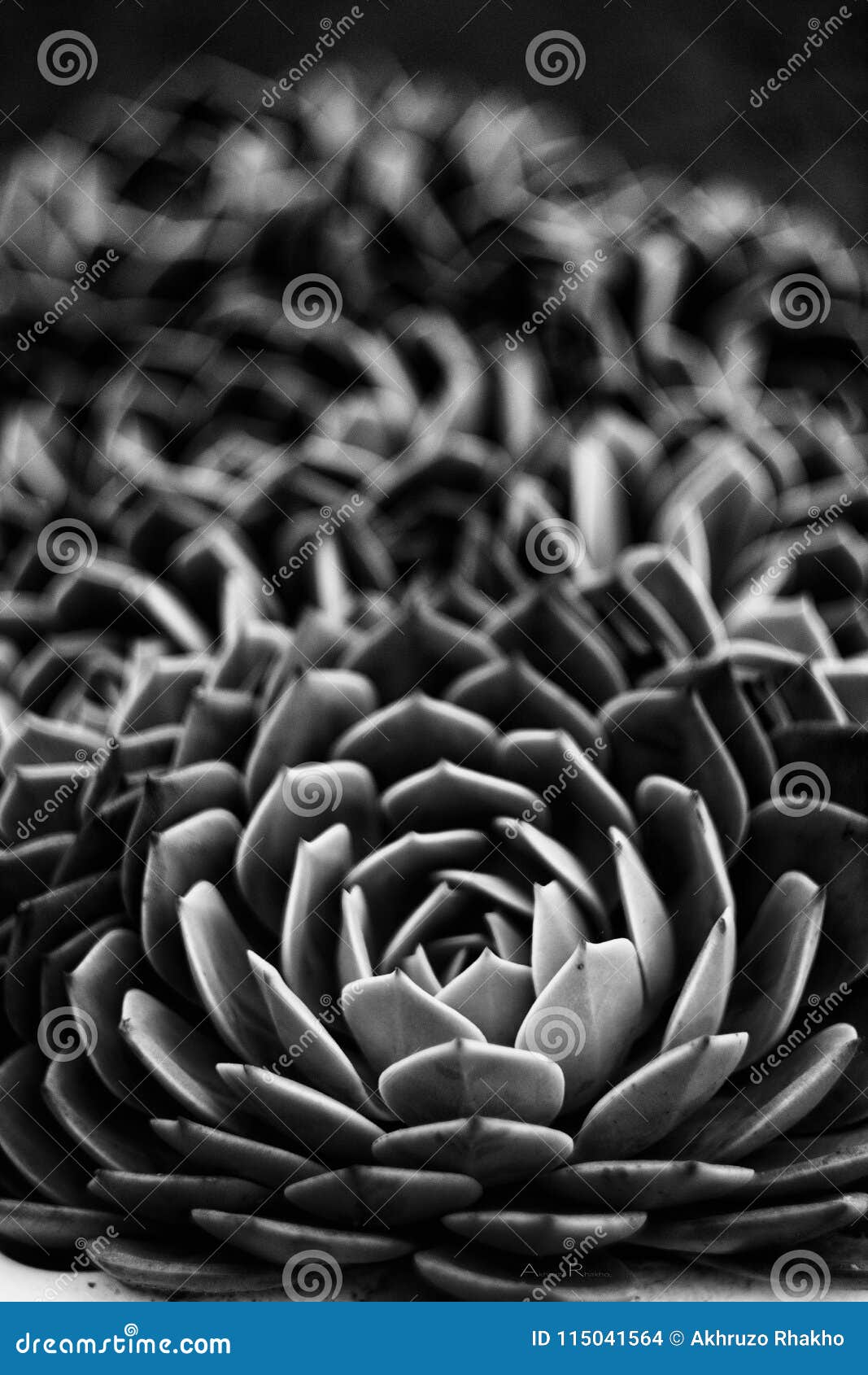succulent in black and white