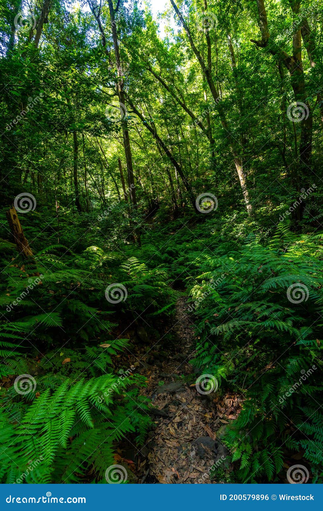 shot of cubo de la galga natural park, canary islands. spain