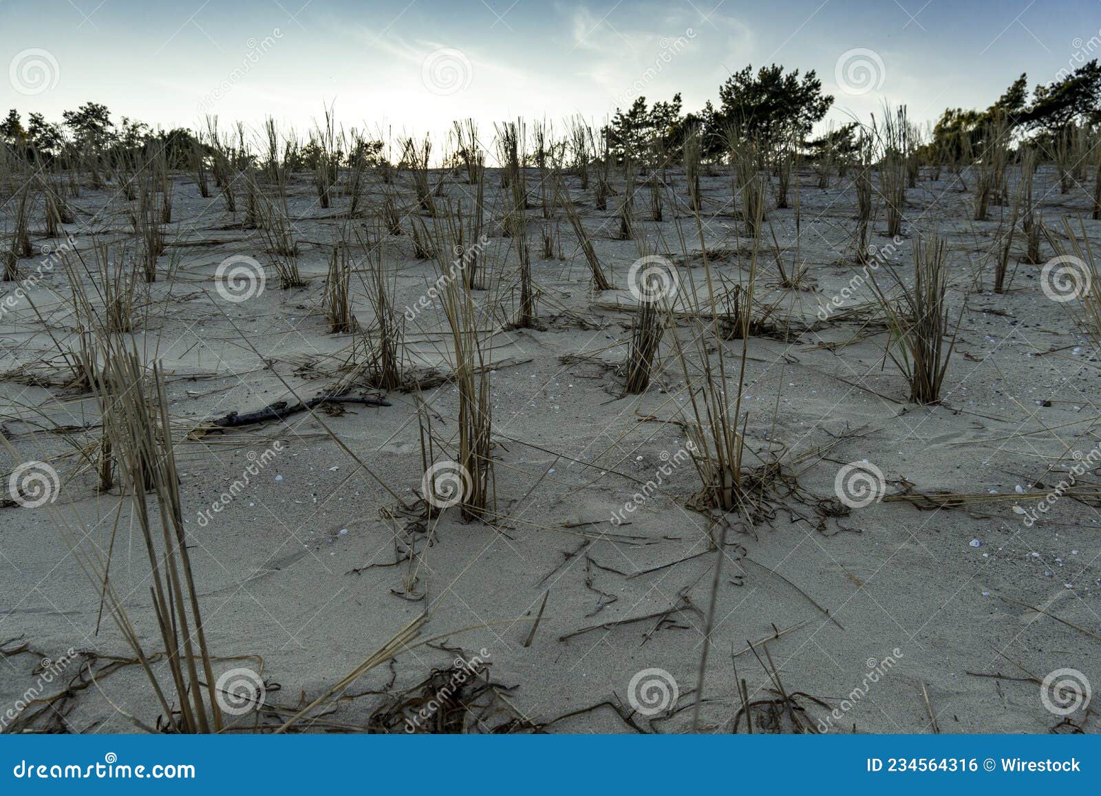 Shot of Dry Plants Growing in a Field in the Sands Stock Photo Image