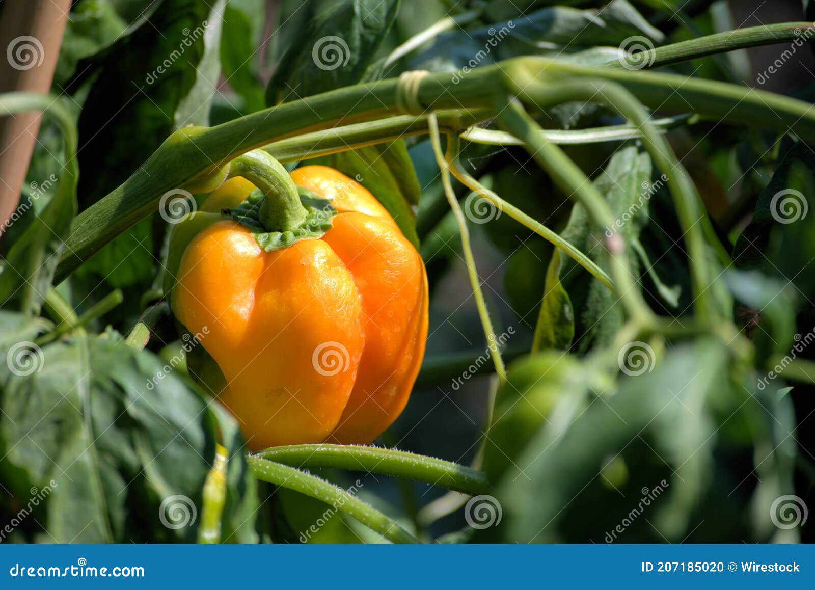 Shot of Fresh Pepper Growing and Ripening in the Garden Stock Photo