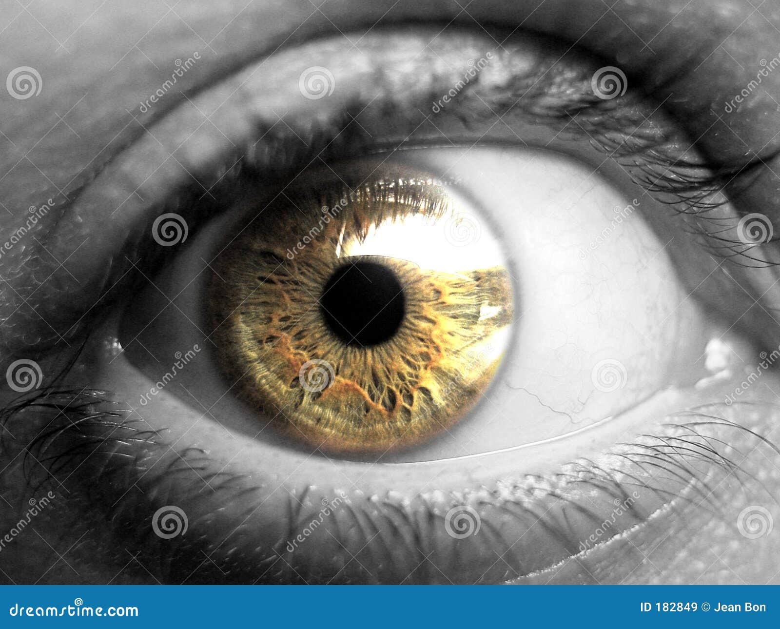 Golden eye Royalty Free Vector Image - VectorStock