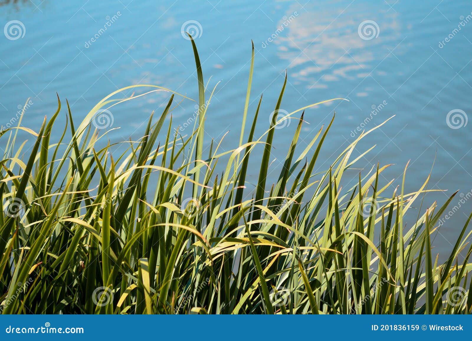 Shot Of Grass And Leaves On The Tranquil Waterscape Background, Texture