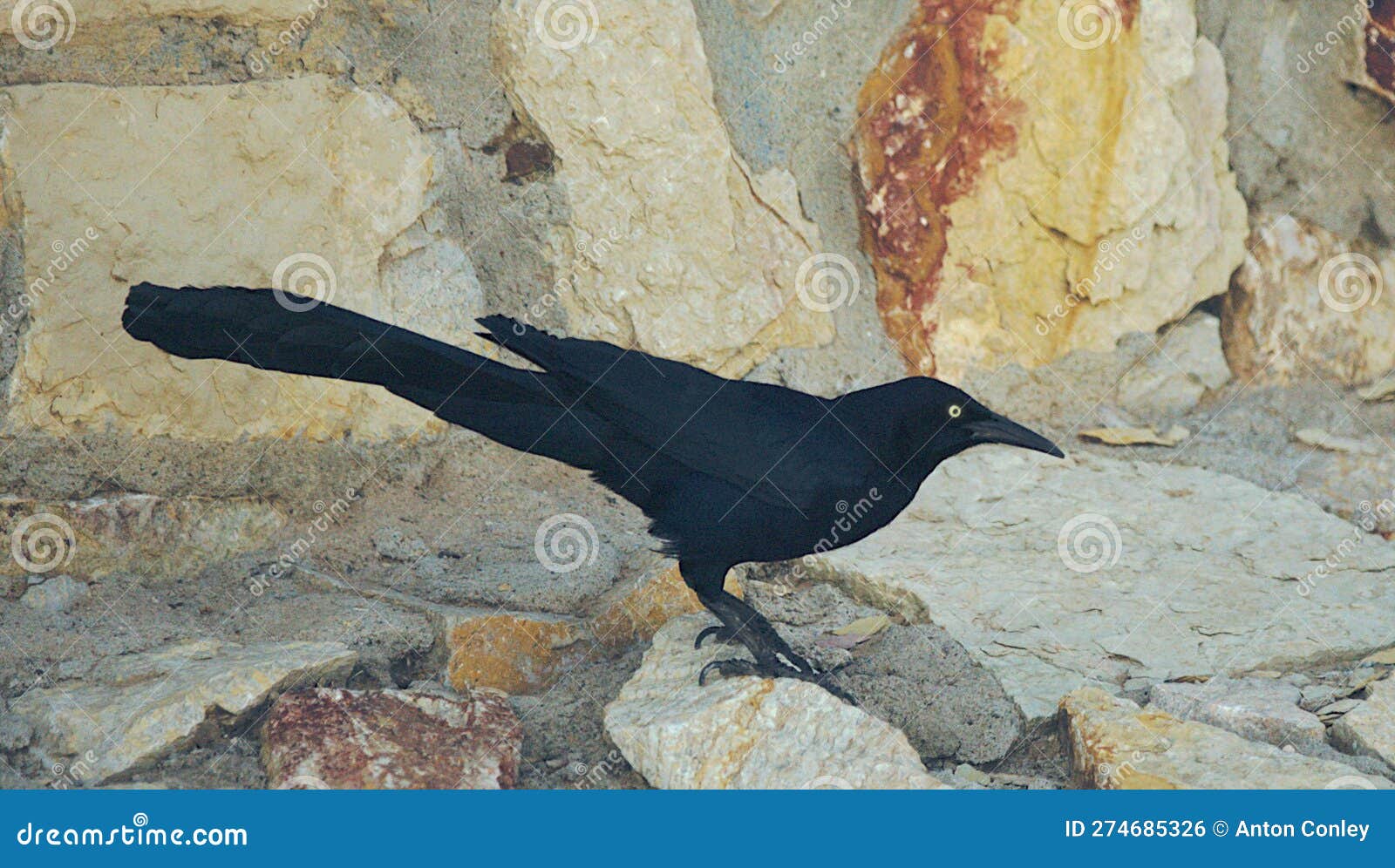 male great-tailed grackle pose01