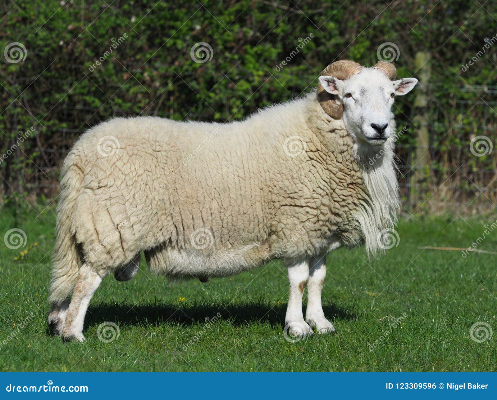 Ram with horns stock photo. Image of farm, horns, wool 123309596