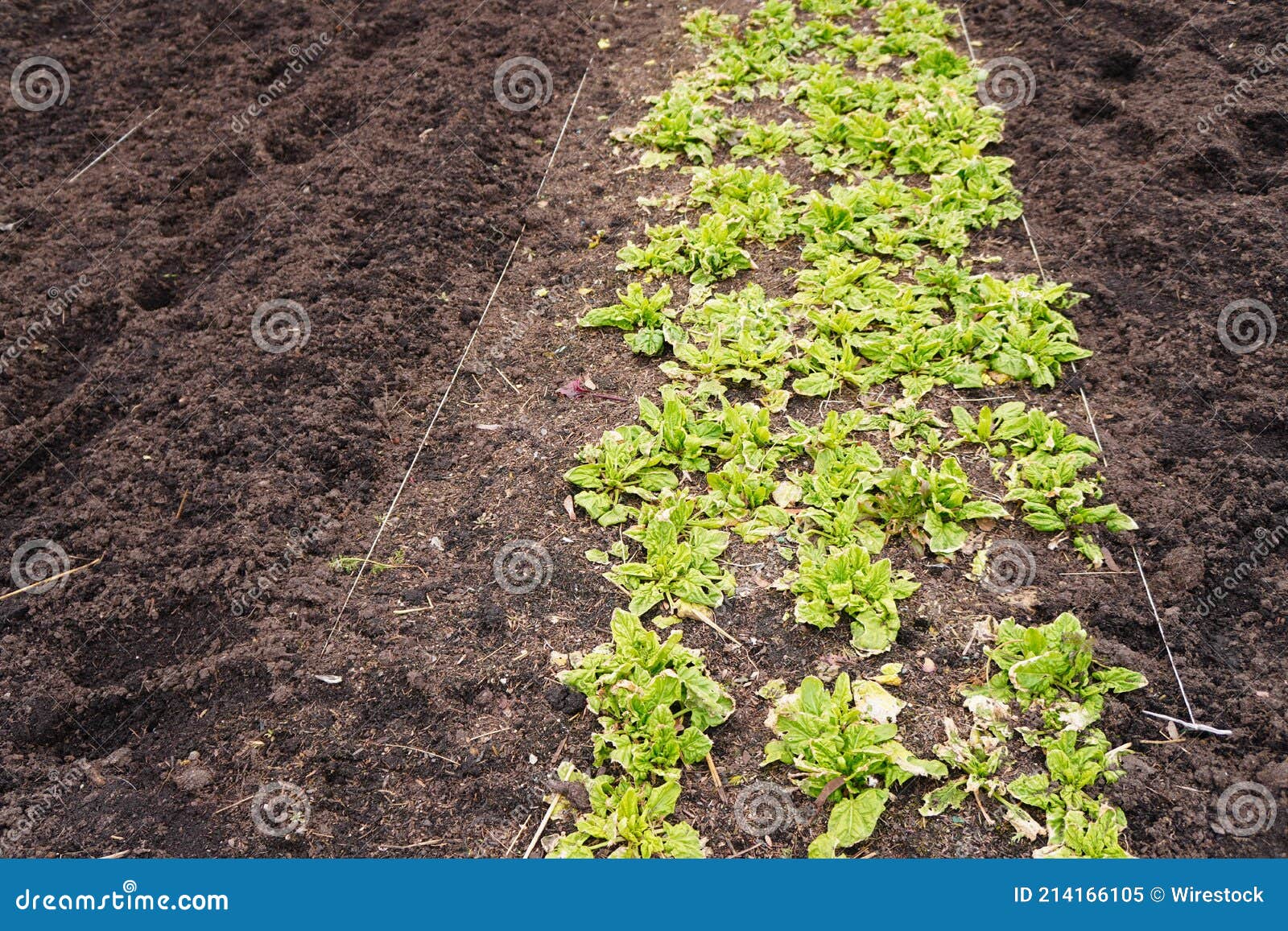 Shot of Lettuce and Parsley Plants Growing on the Soil Stock Image
