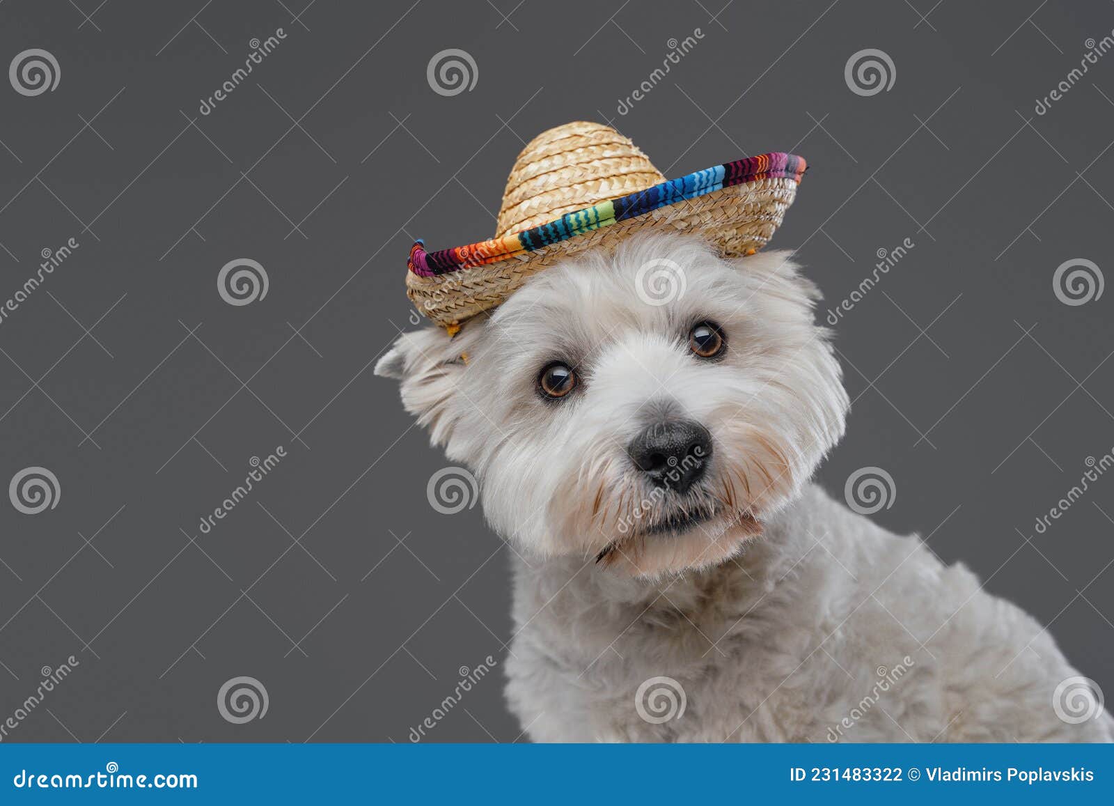 https://thumbs.dreamstime.com/z/shot-pedigreed-fluffy-west-highland-terrier-dog-colorful-straw-hat-amusing-white-terrier-puppy-mexican-straw-hat-231483322.jpg