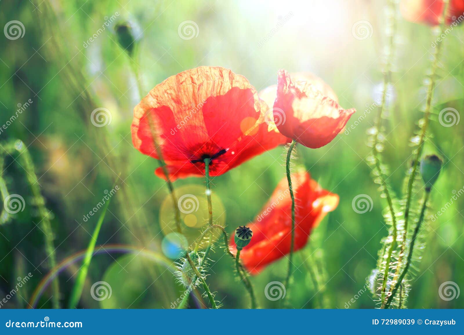 Shot of poppies stock image. Image of bright, season - 72989039