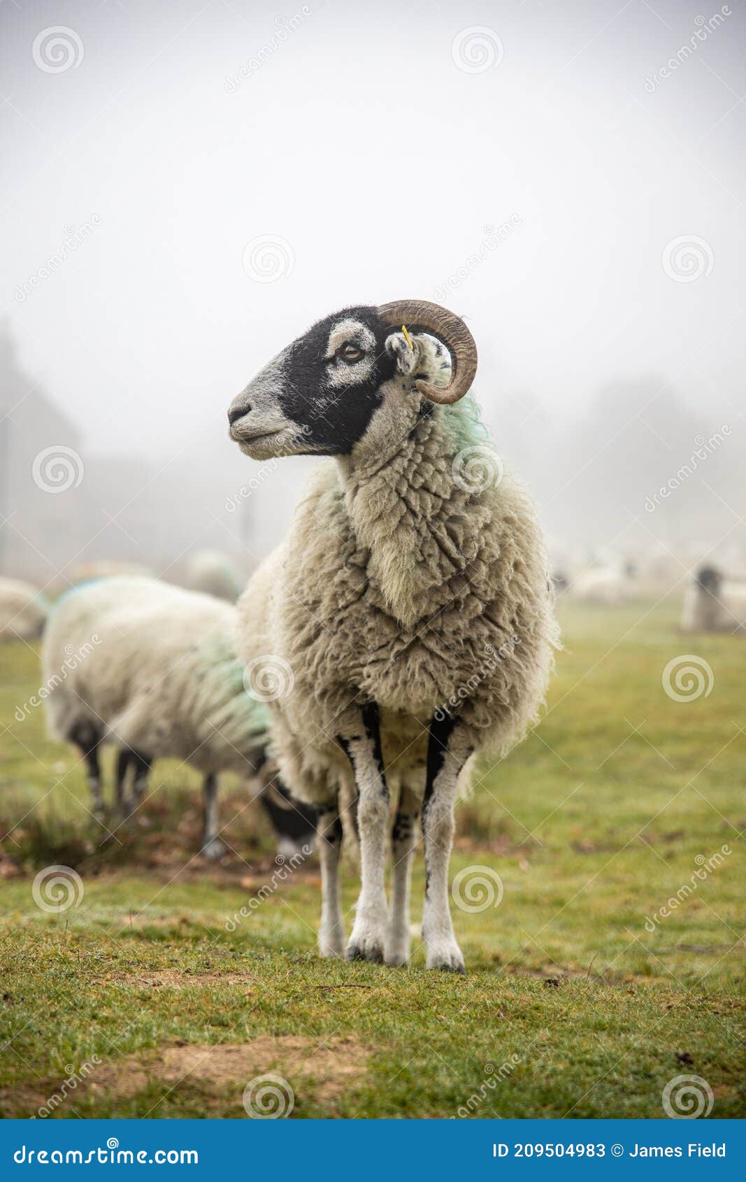 Shot of a Ram Posing for the Camera Stock Image - Image of countryside,  staring: 209504983