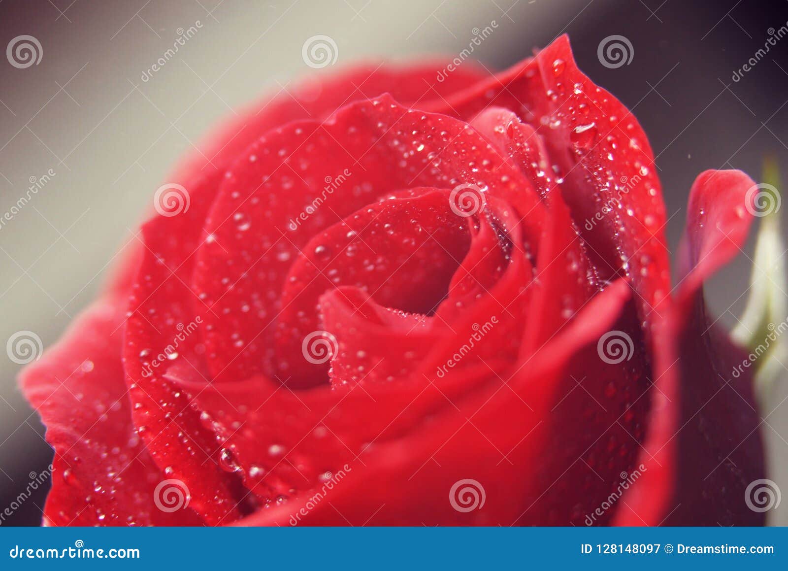 Red rose with water drops stock image. Image of dropsn - 128148097