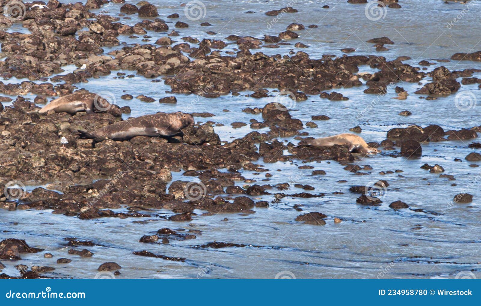 Shot of Sea Lions in Point Reyes, United States Stock Photo - Image of ...