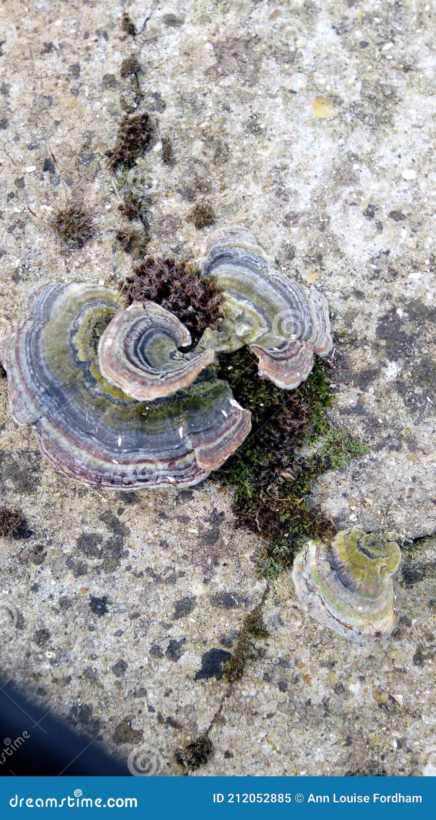 A Shot of Some Colourful Fungus Growing on a Stone Wall, Devon, UK