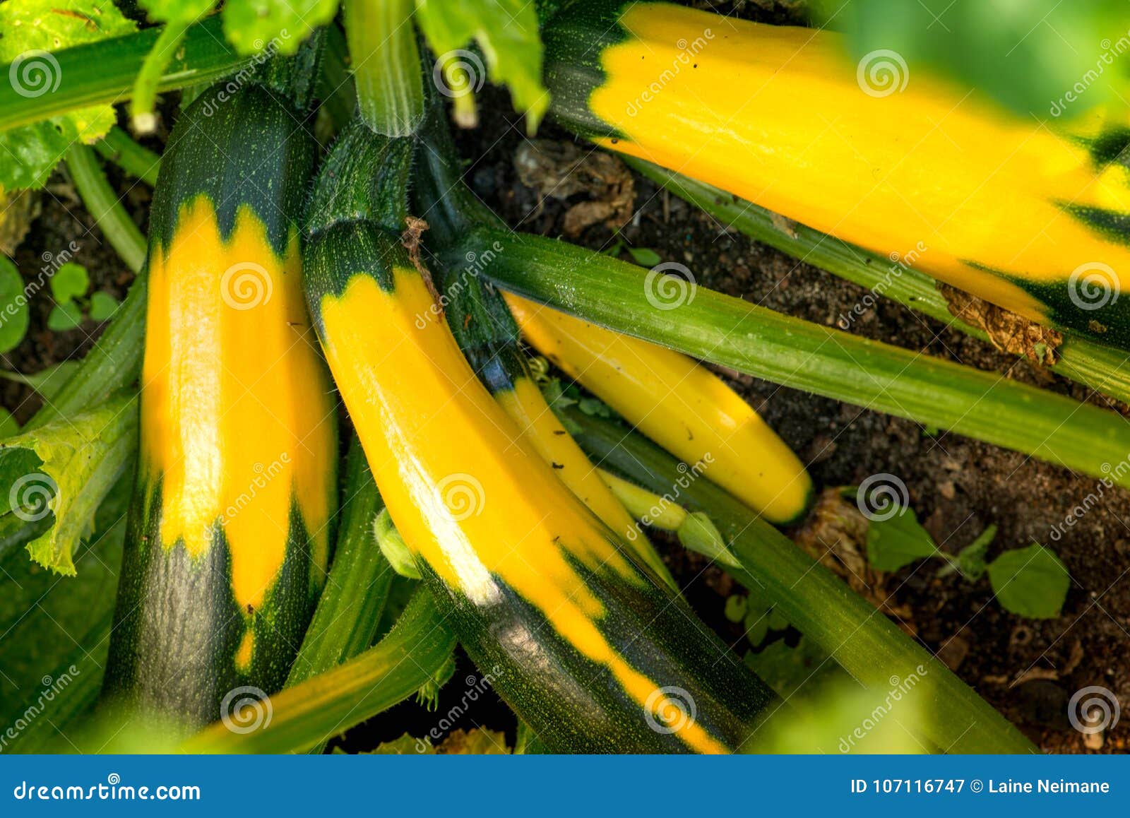 My Yellow Squash Is Green Inside Should I Eat It?