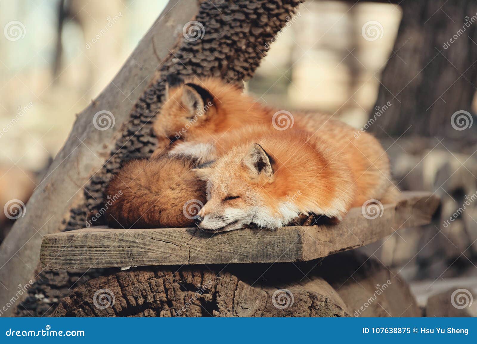 red fox, vulpes vulpes in zao fox village, miyagi, japan.