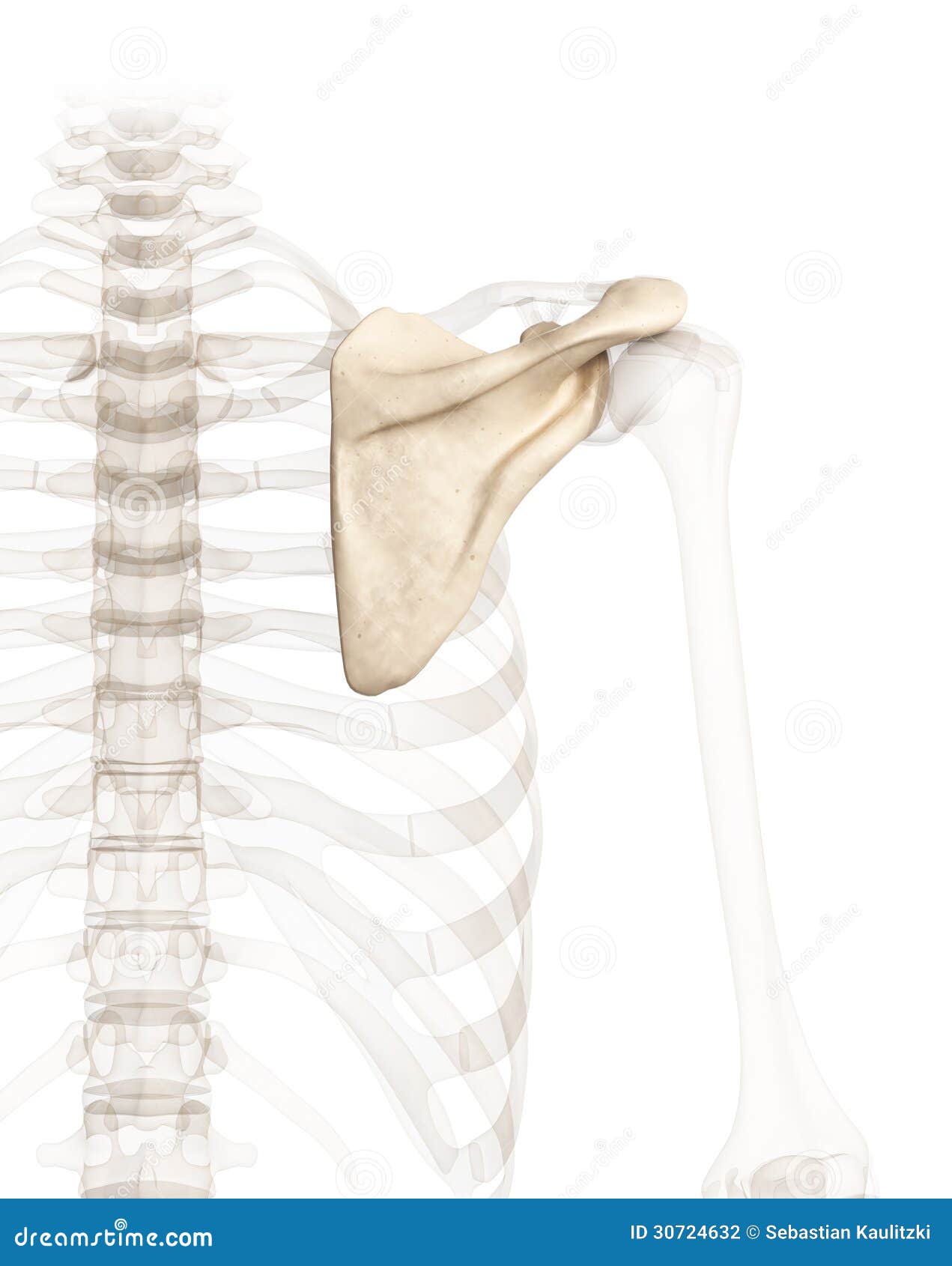 Shoulder blade stock illustration. Illustration of exam Biology Diagrams