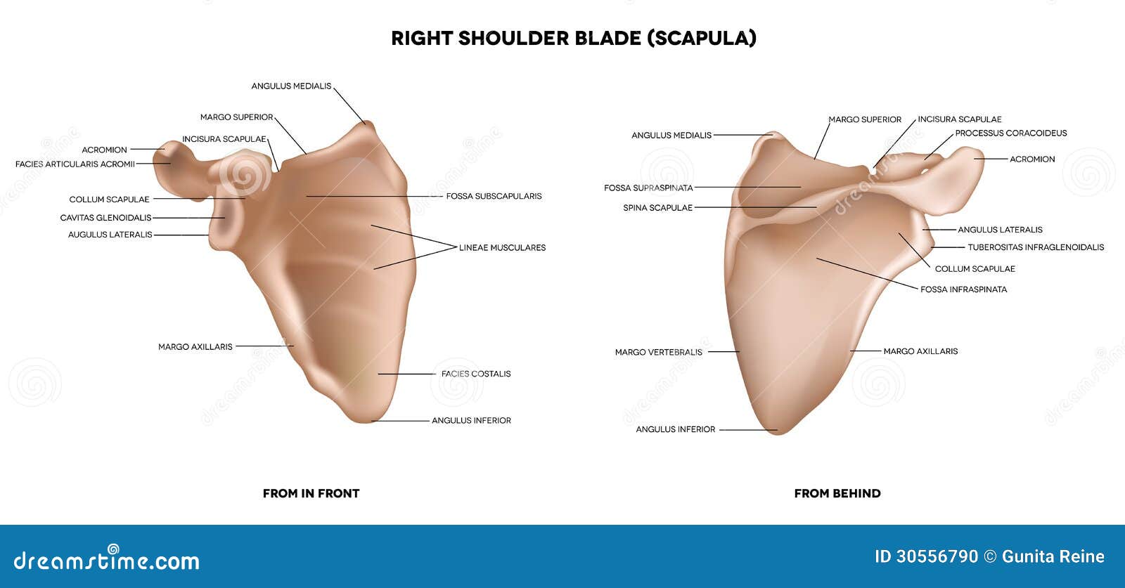 shoulder blade (scapula)