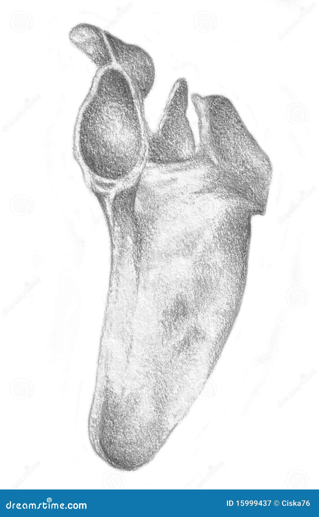 Shoulder blade skeleton stock illustration. Illustration of woman