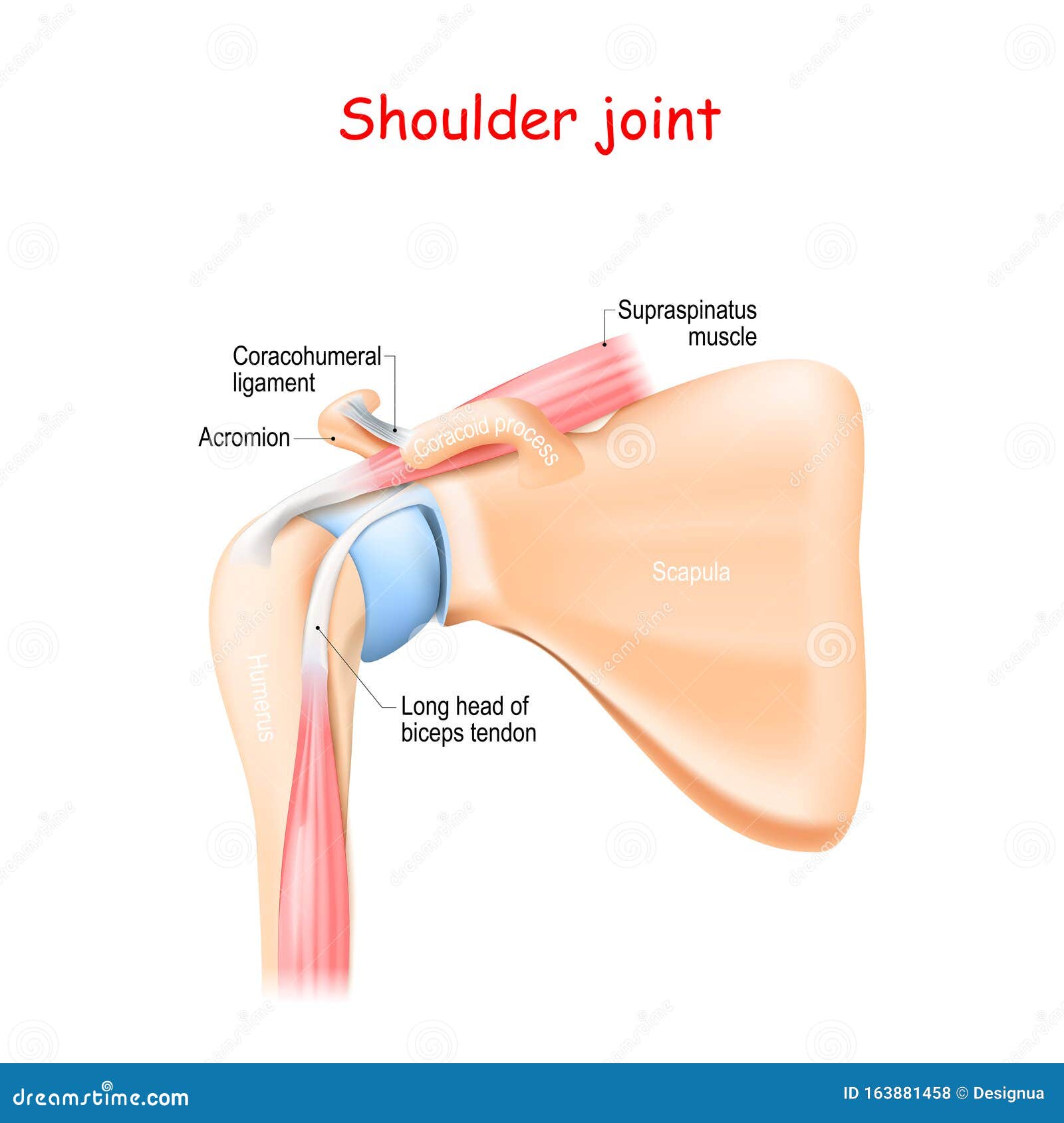 Shoulder Joint Anatomy Stock Vector Illustration Of Injury 163881458
