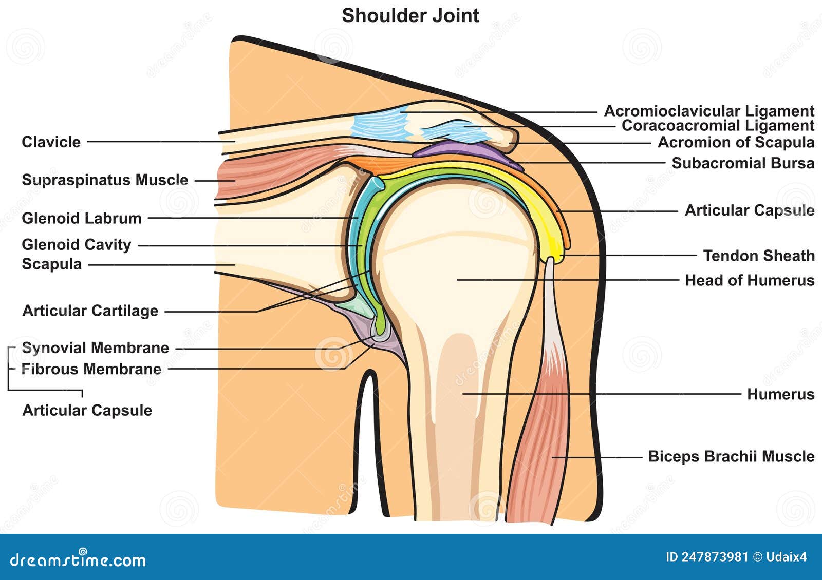 shoulder joint anatomy infographic diagram physiology physiotherapy medical science