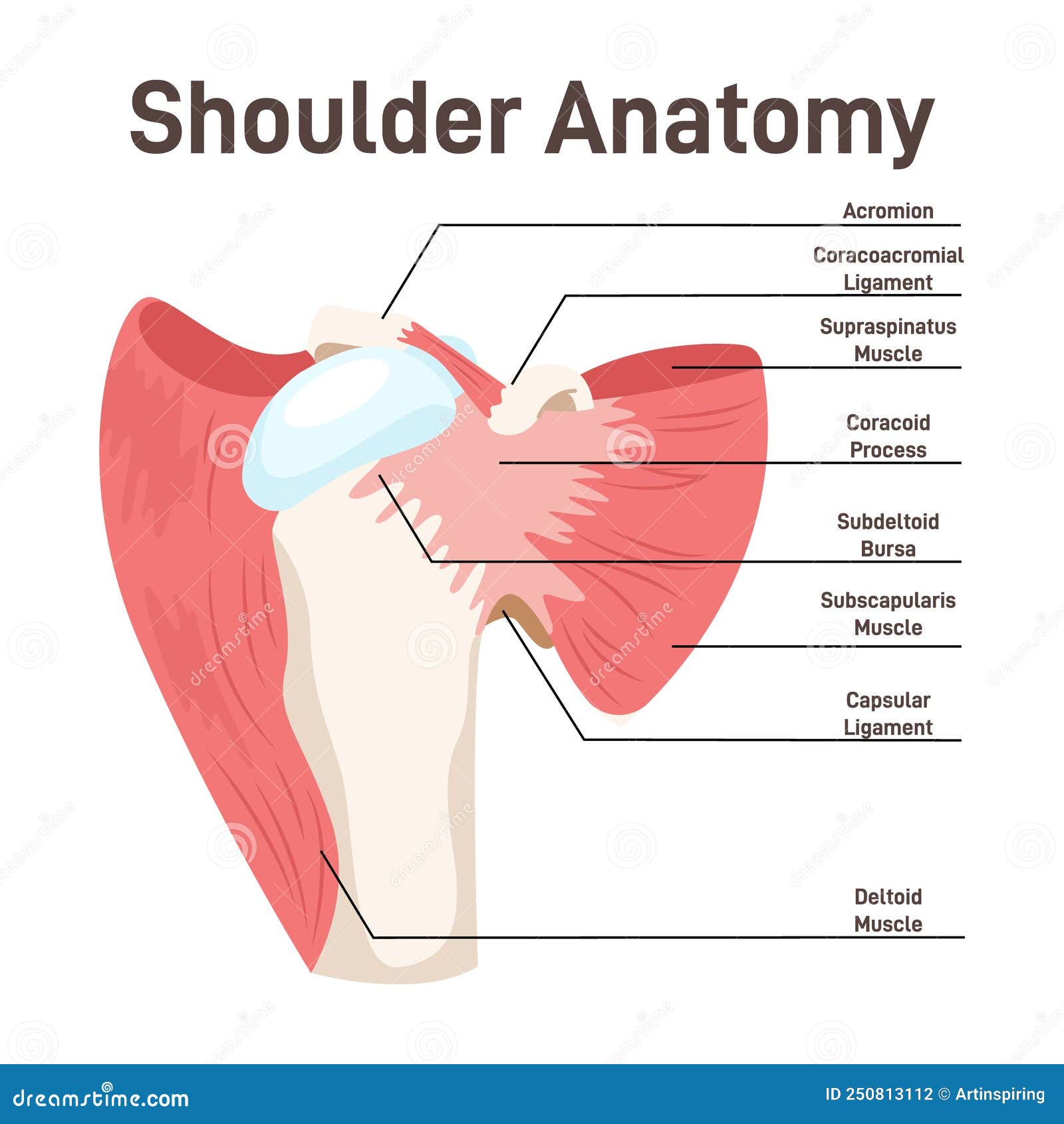 shoulder muscles anatomy