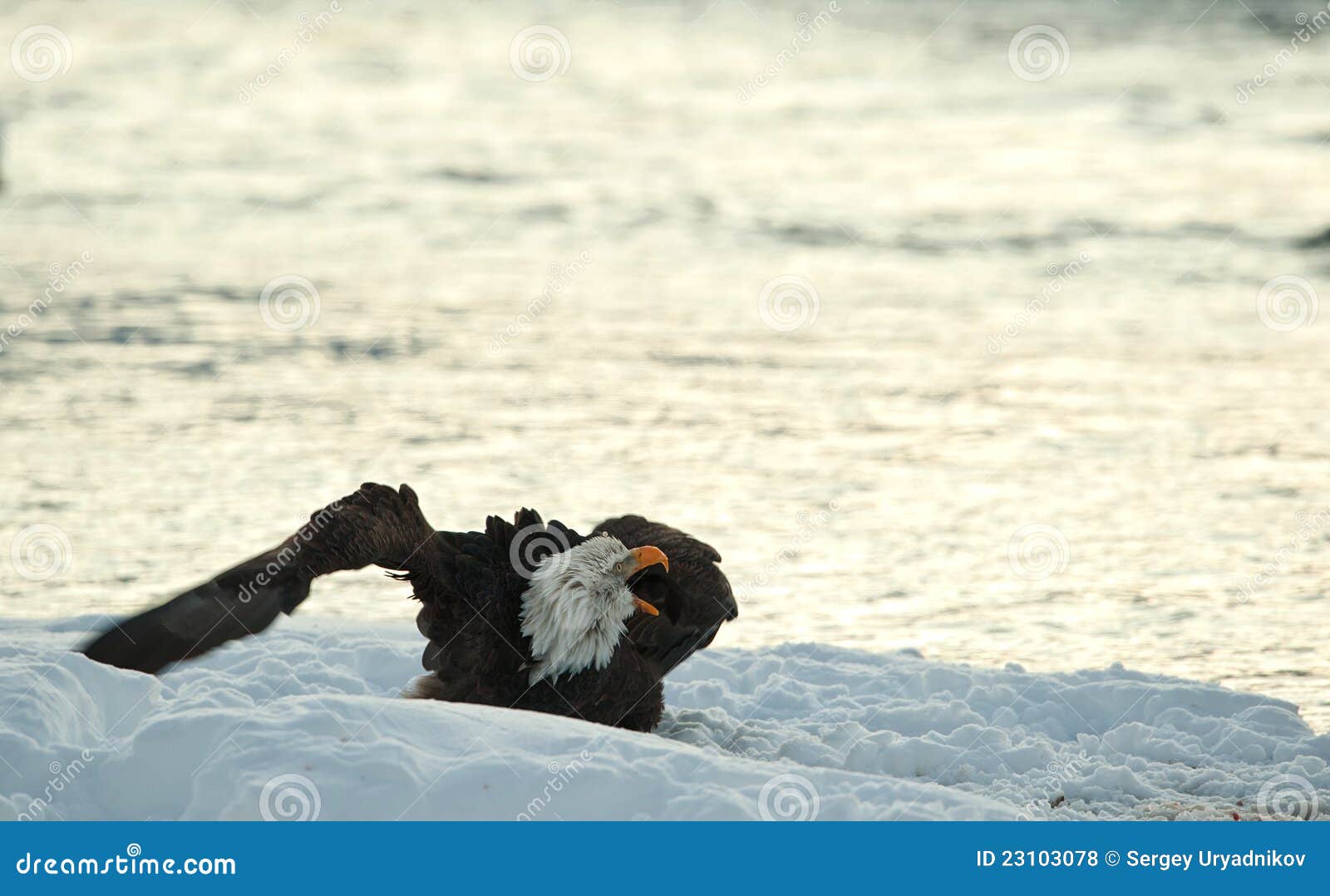 Shouting Bald Eagle on Snow. Stock Photo - Image of beak, ornithology