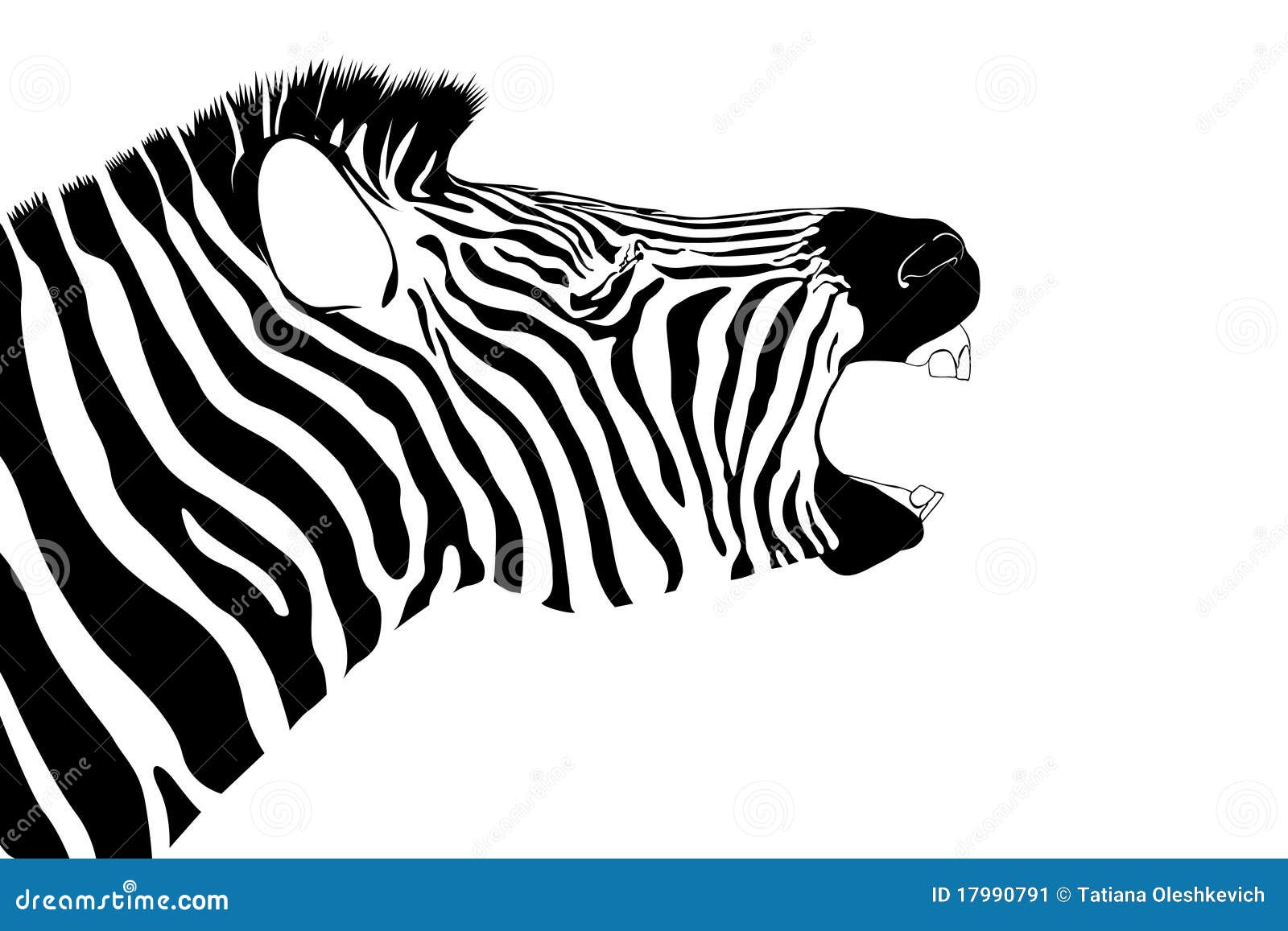 shouting zebra isolate