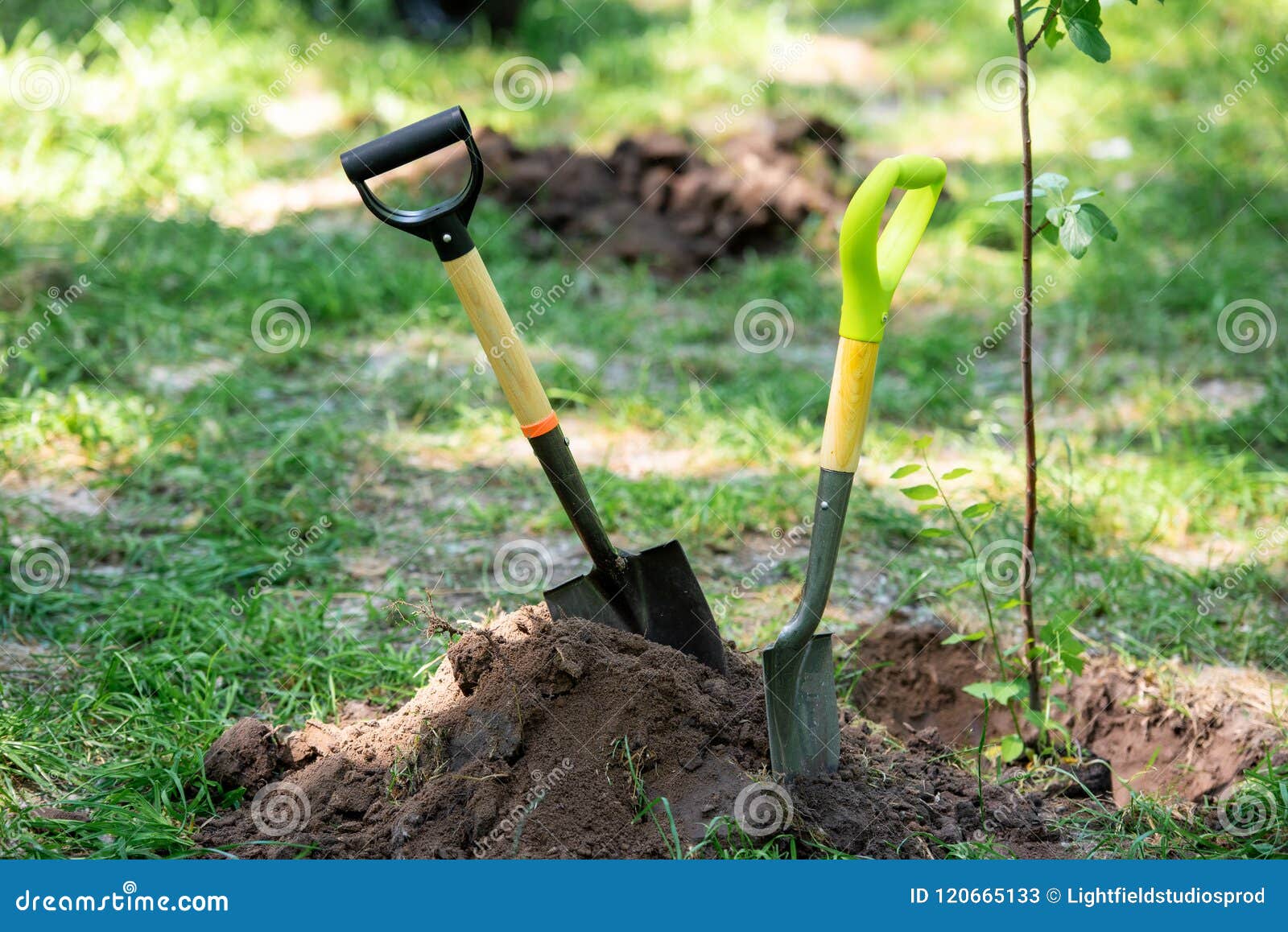 Shovels in Ground for Planting Tree Stock Image Image of ecologic
