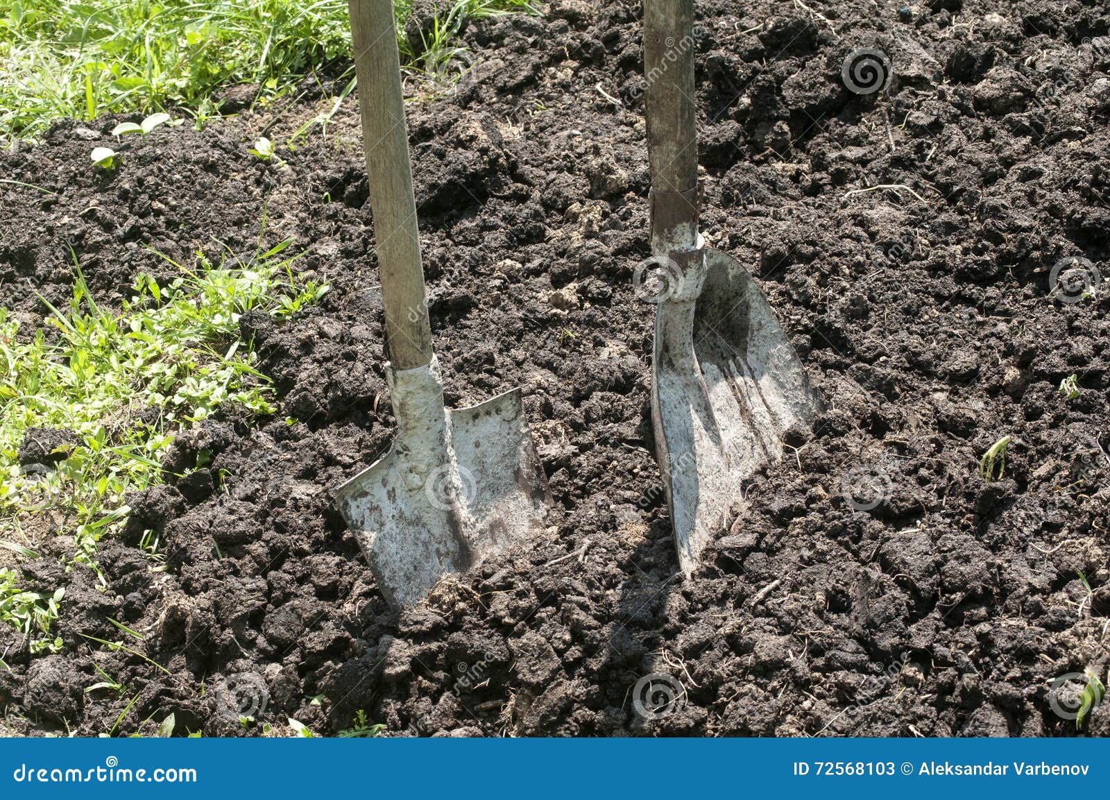 Shovels stuck in manure stock image. Image of field, garden 72568103