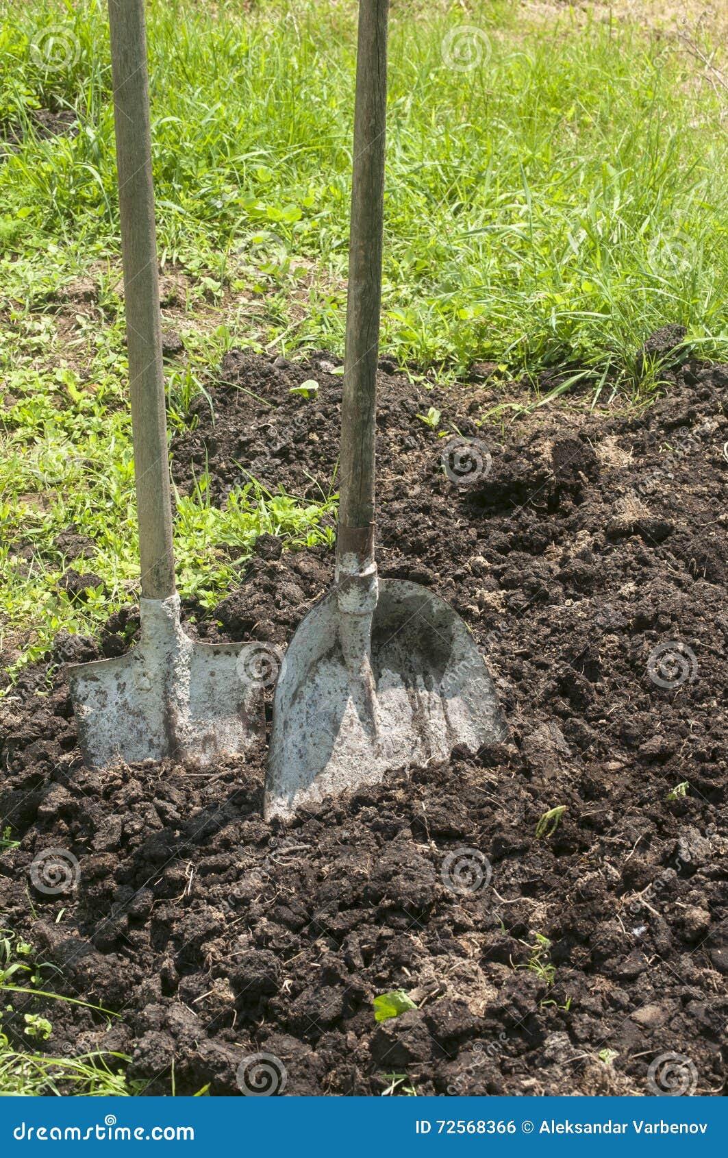Shovels stuck in manure stock photo. Image of field, dung 72568366