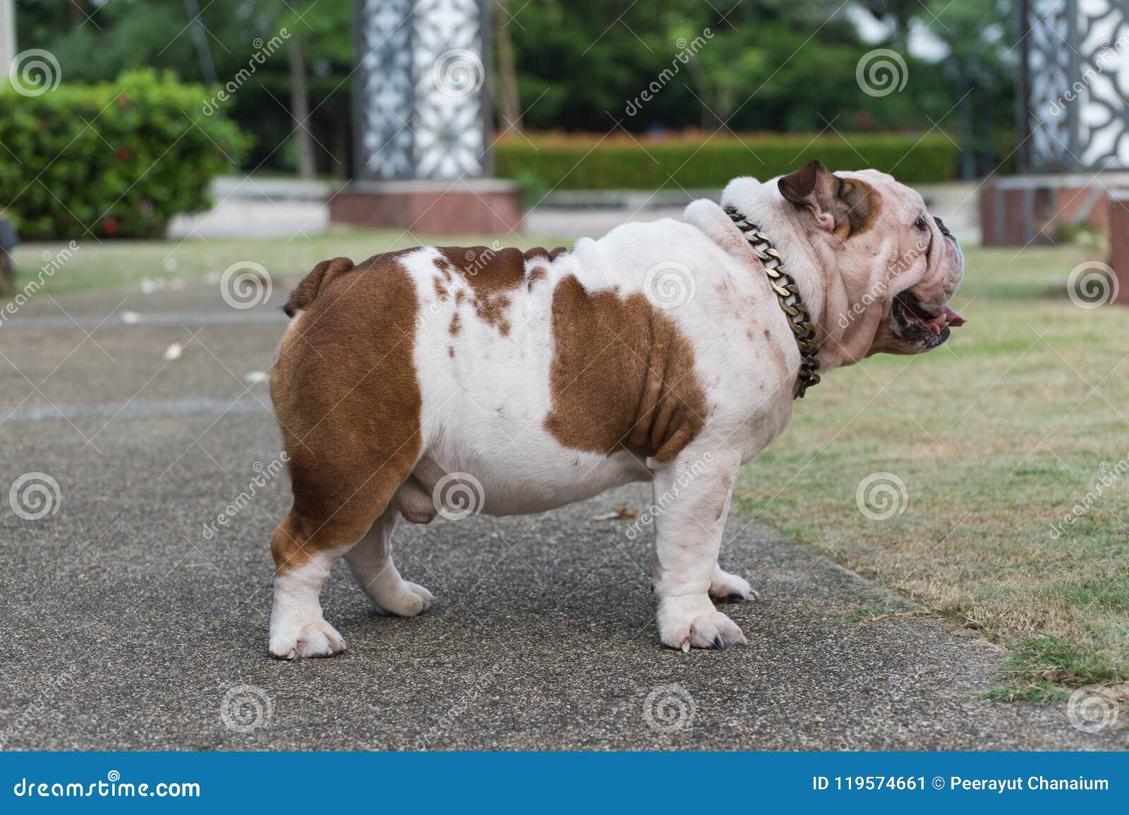 english bulldog show dog