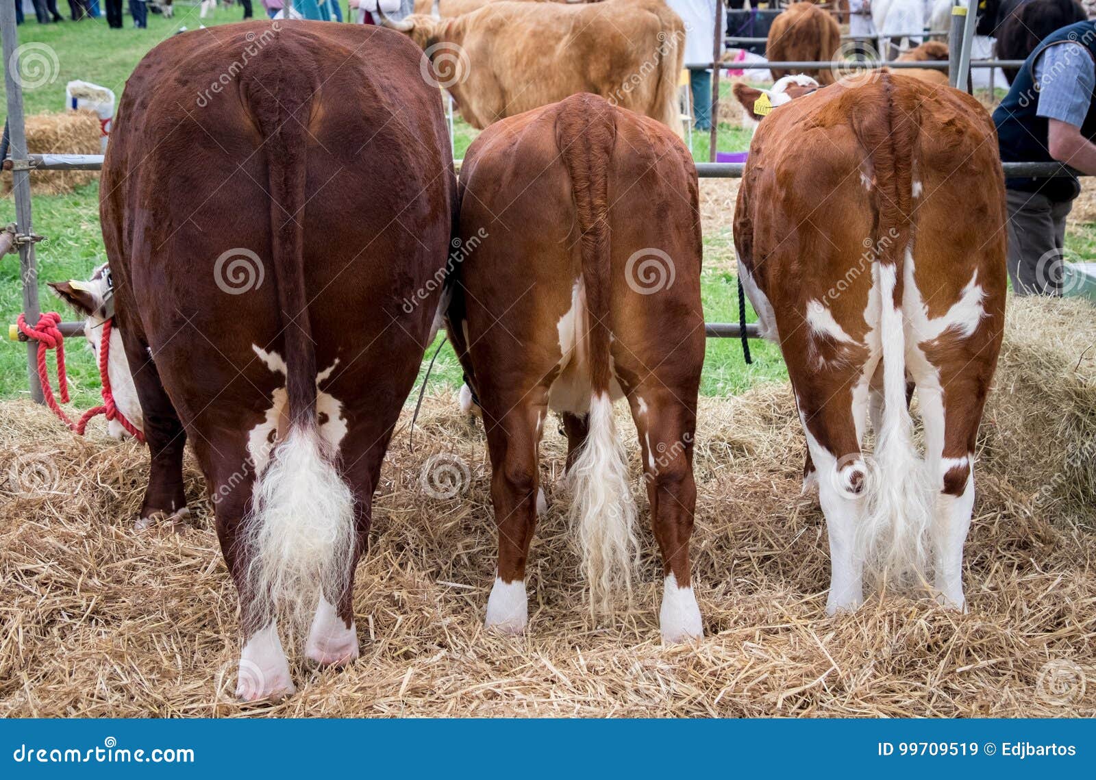 show cattle