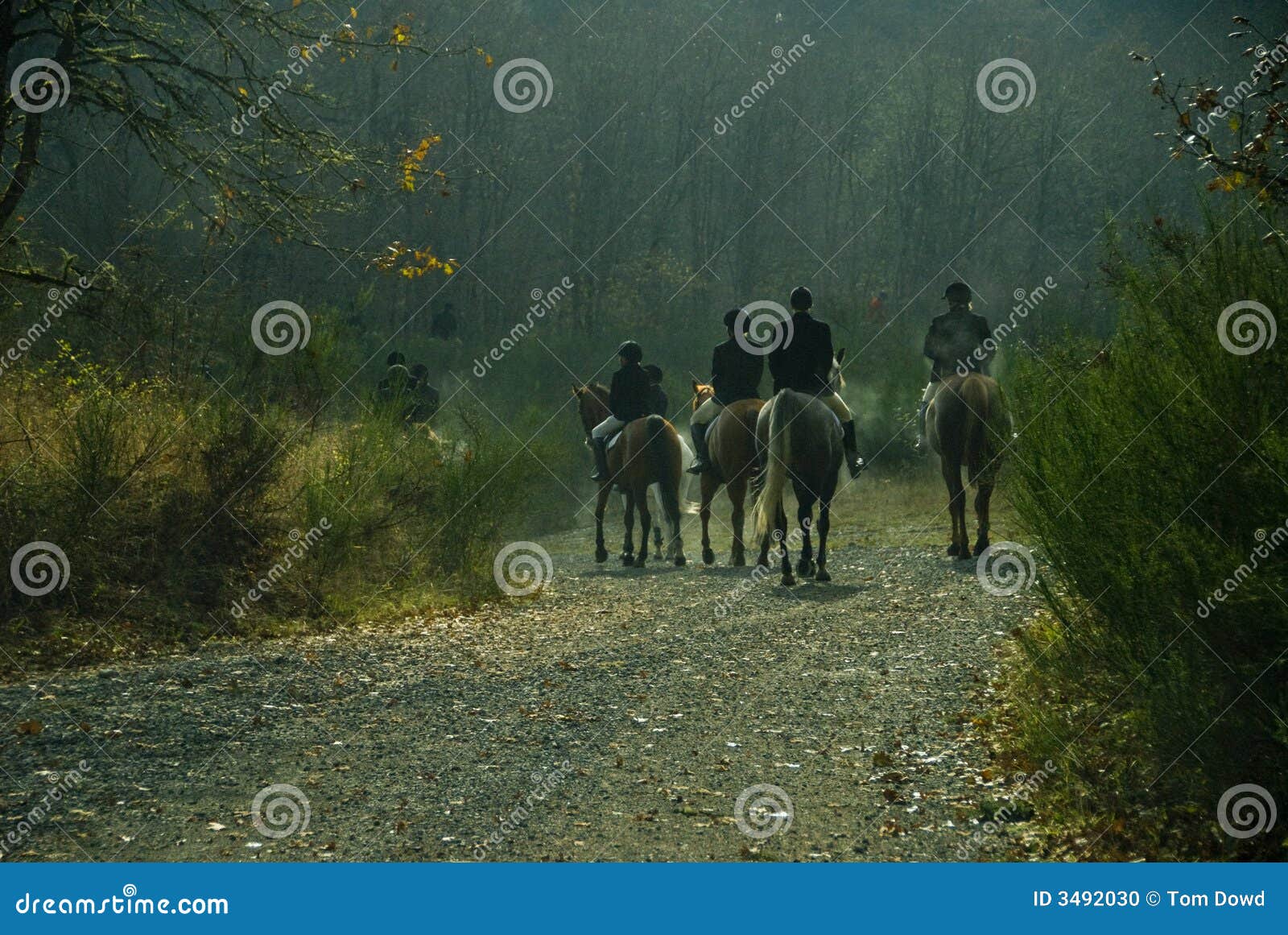 Show Horse Hunt Club stock photo. Image of hound, show 3492030