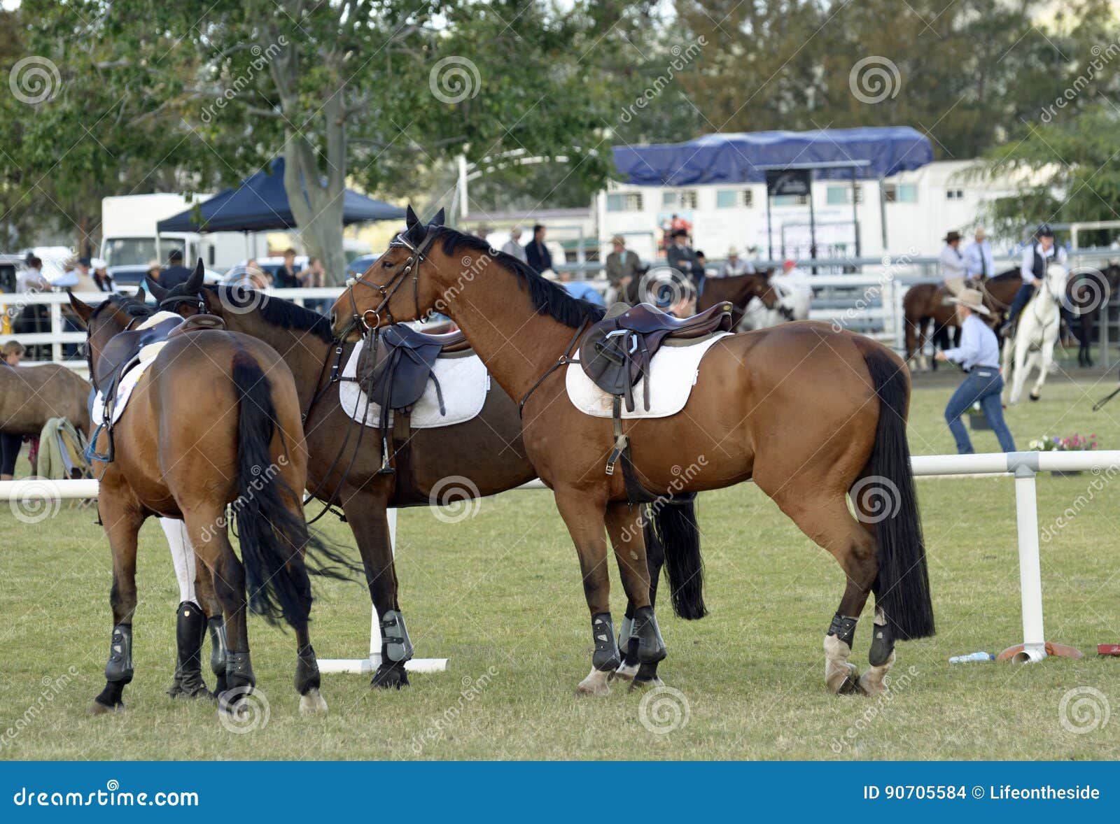 Show Horses Having Editorial Stock Image - Image of gossips, dressage: 90705584