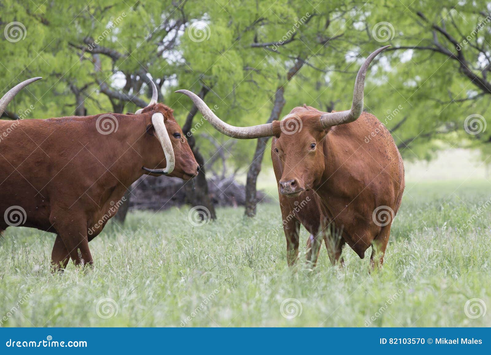 showdown of two longhorn bulls